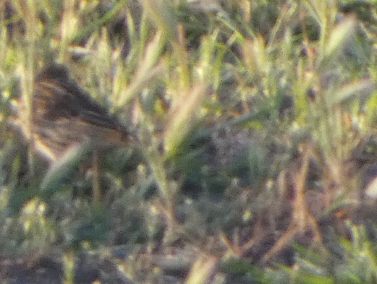 Red-throated Pipit - ML561323561