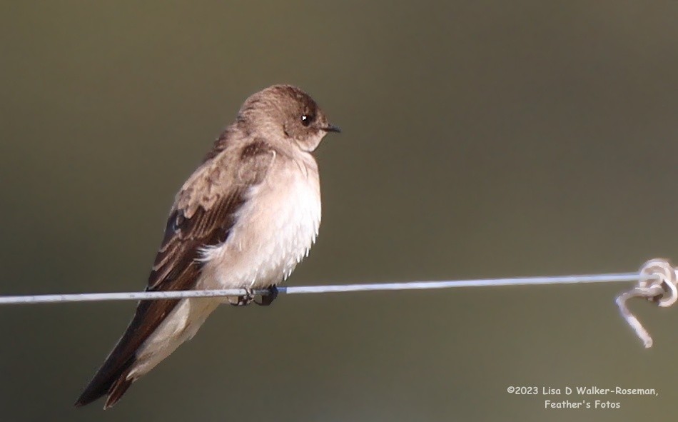 Northern Rough-winged Swallow - Lisa Walker-Roseman