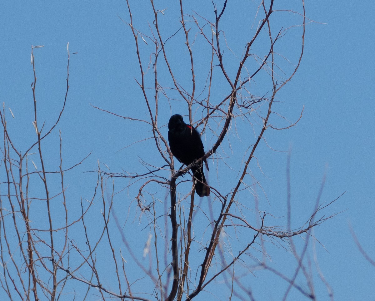 Red-winged Blackbird - ML561323641