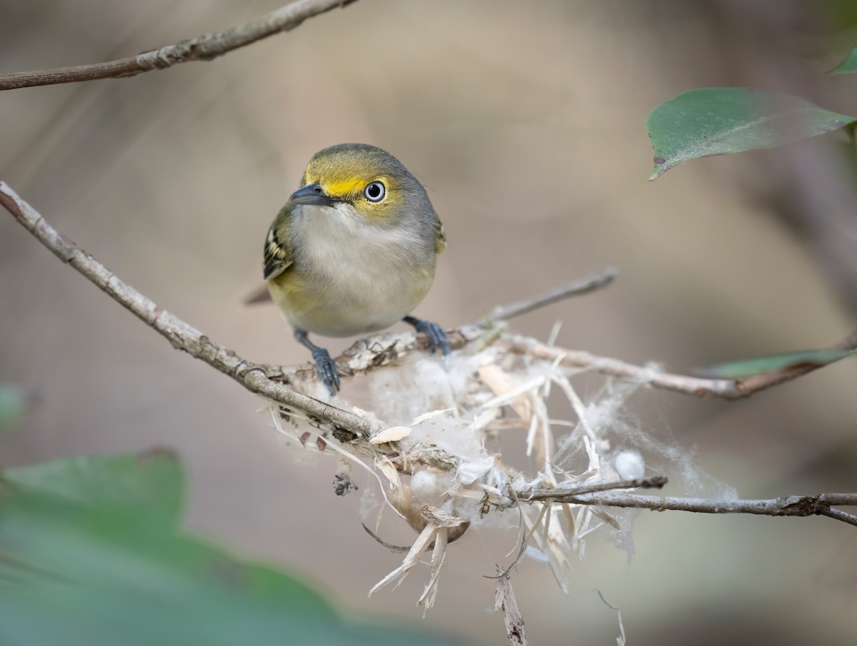 White-eyed Vireo - ML561325421