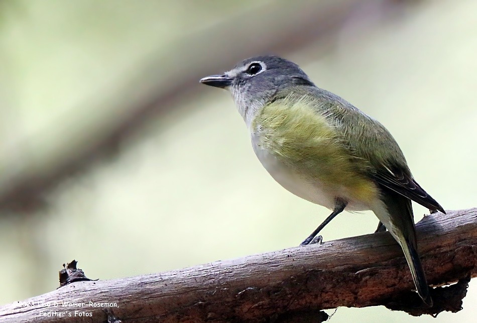 Cassin's Vireo - Lisa Walker-Roseman