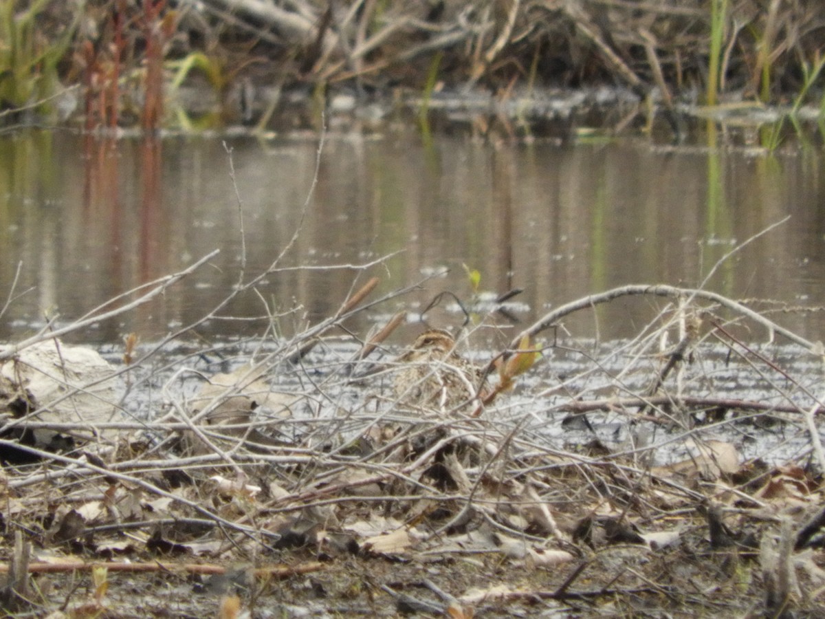 Wilson's Snipe - ML561325601