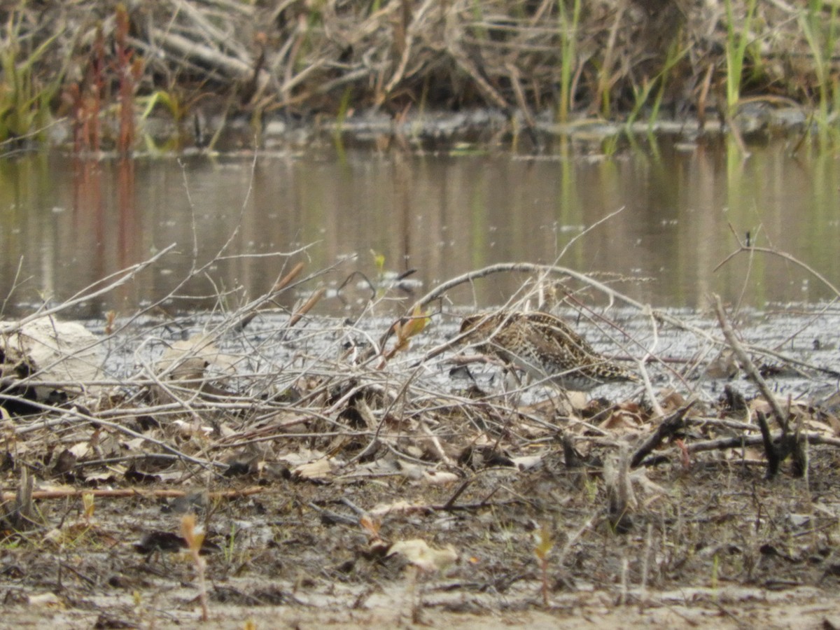 Wilson's Snipe - ML561325631