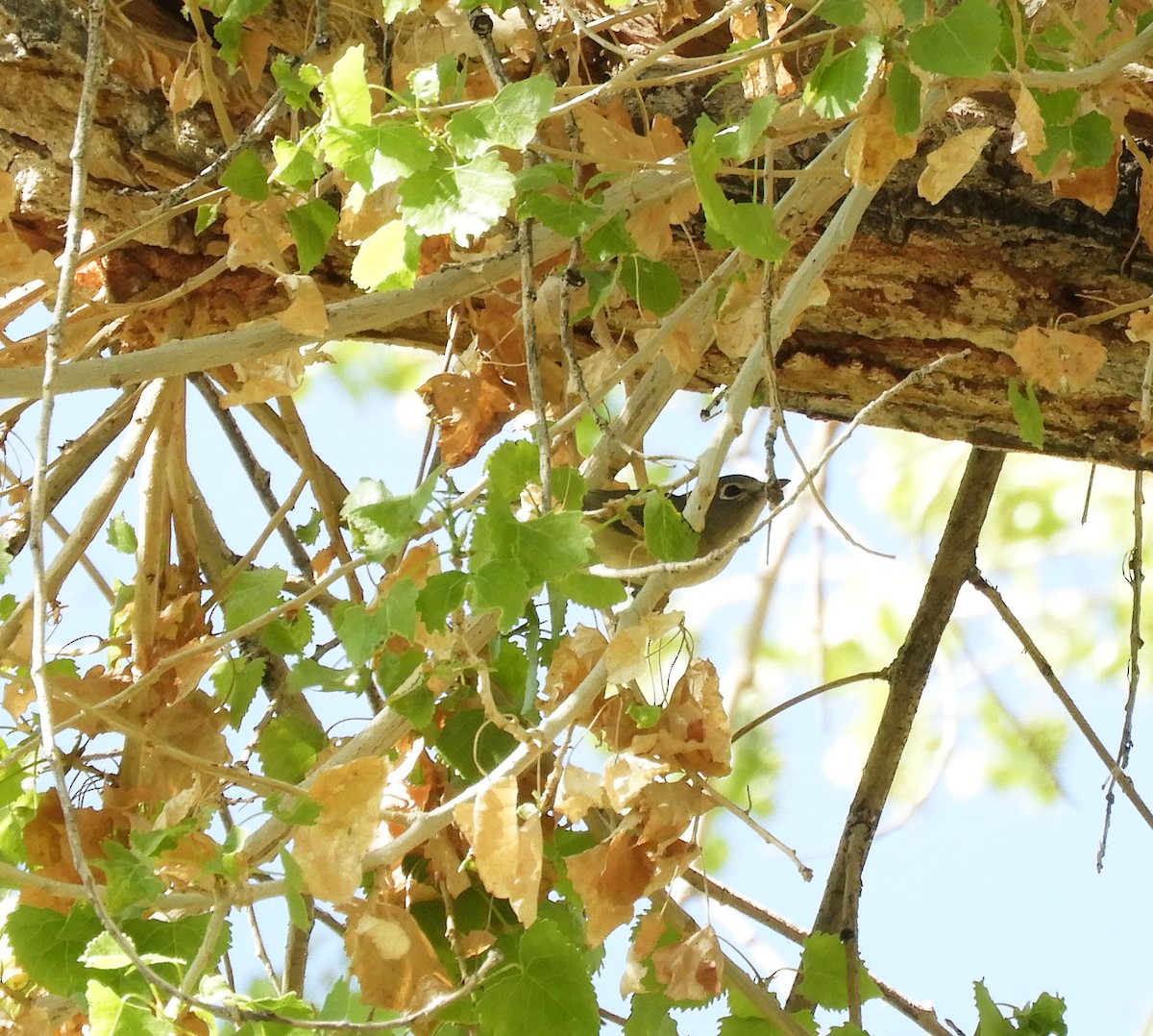 Cassin's Vireo - Becky Kitto