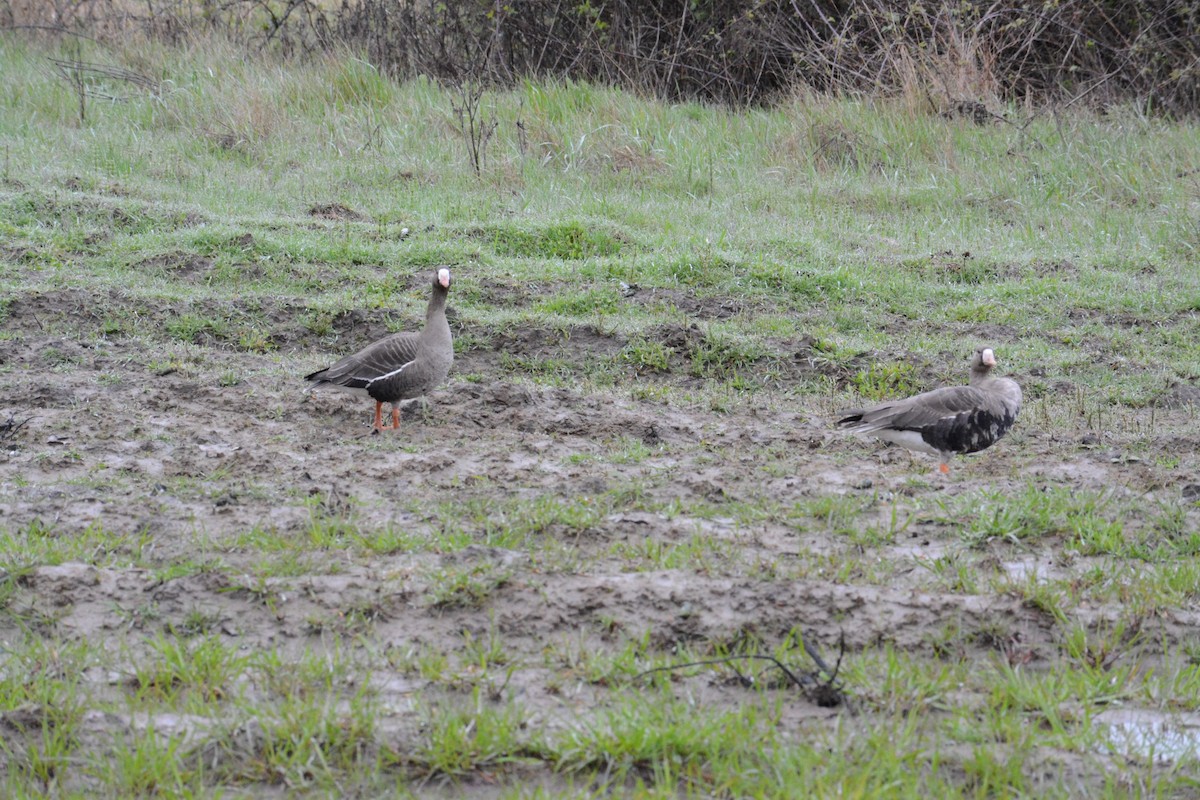 Greater White-fronted Goose - ML561326301