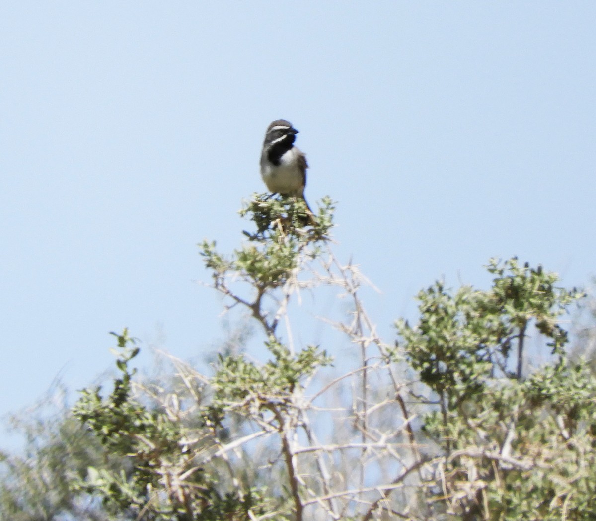 Black-throated Sparrow - Becky Kitto