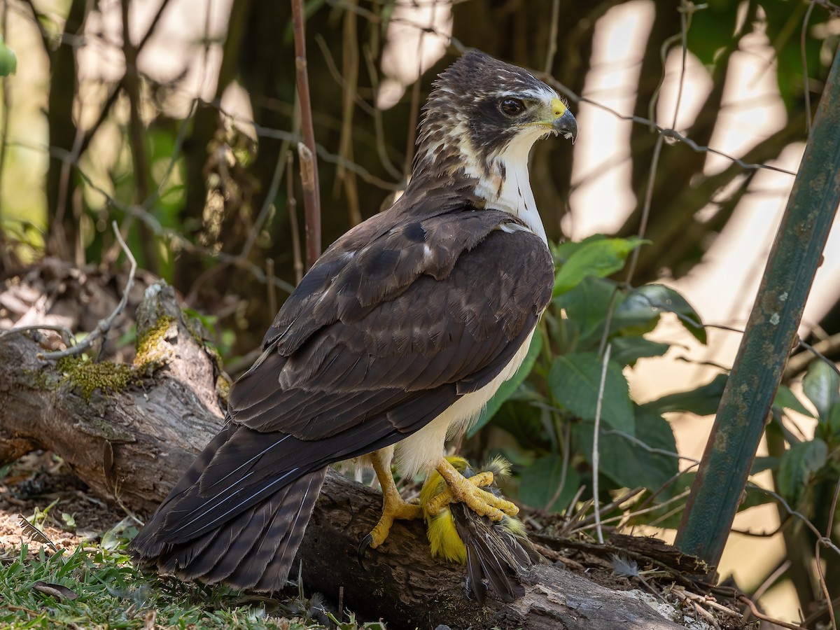 Short-tailed Hawk - ML561328681