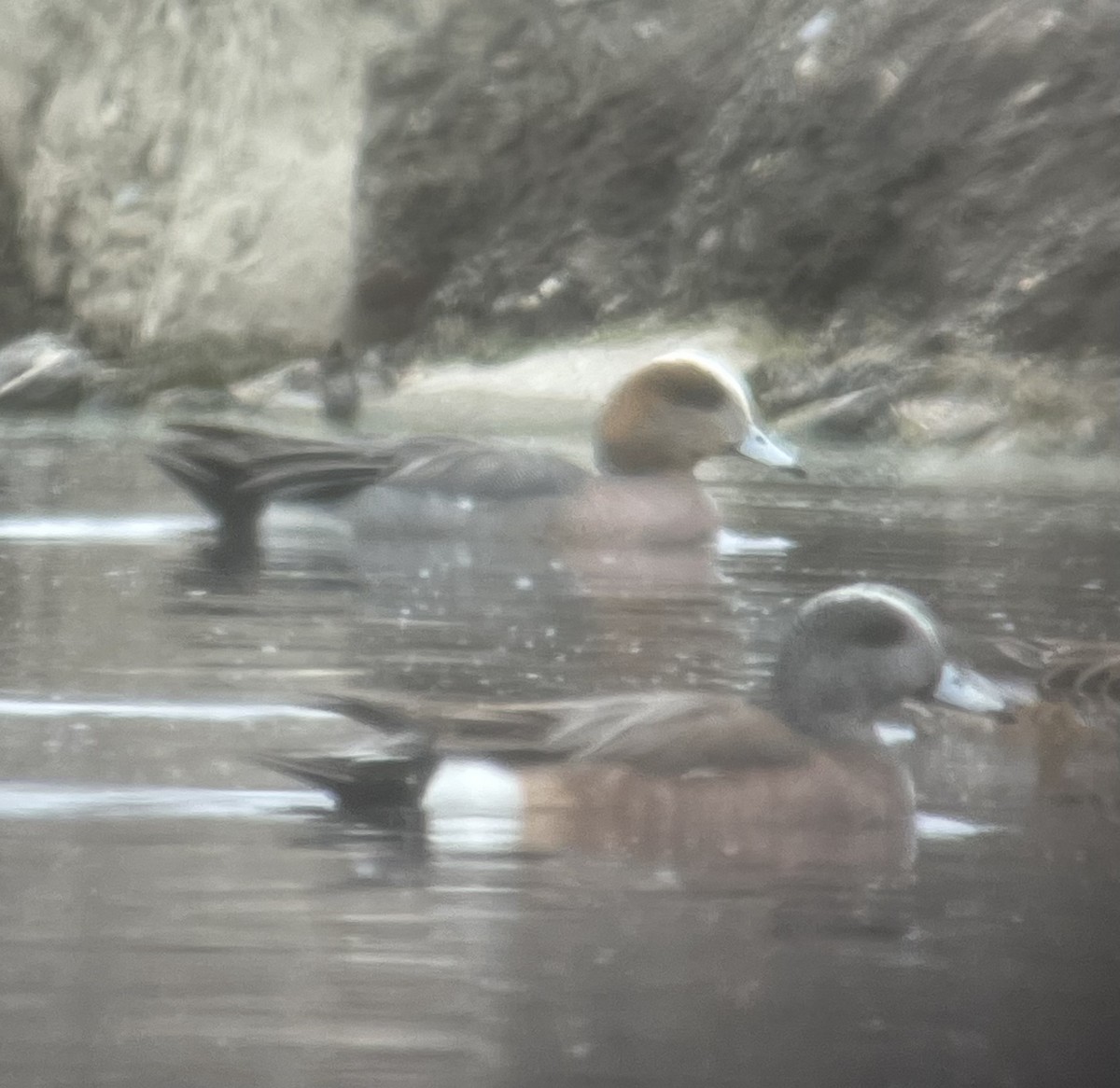 Eurasian x American Wigeon (hybrid) - ML561329471