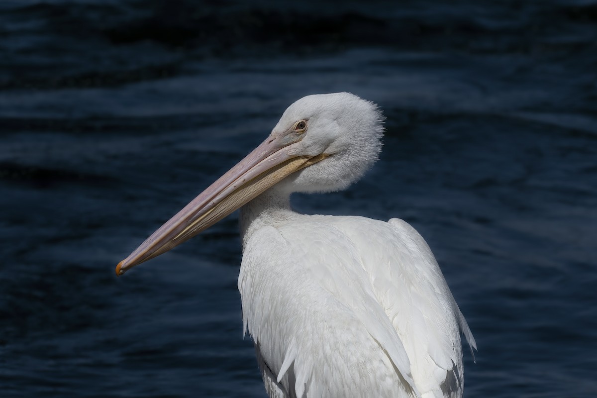 American White Pelican - Sean Siebuhr