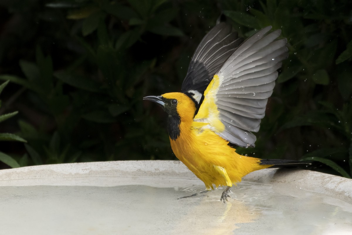 Hooded Oriole - Sean Siebuhr
