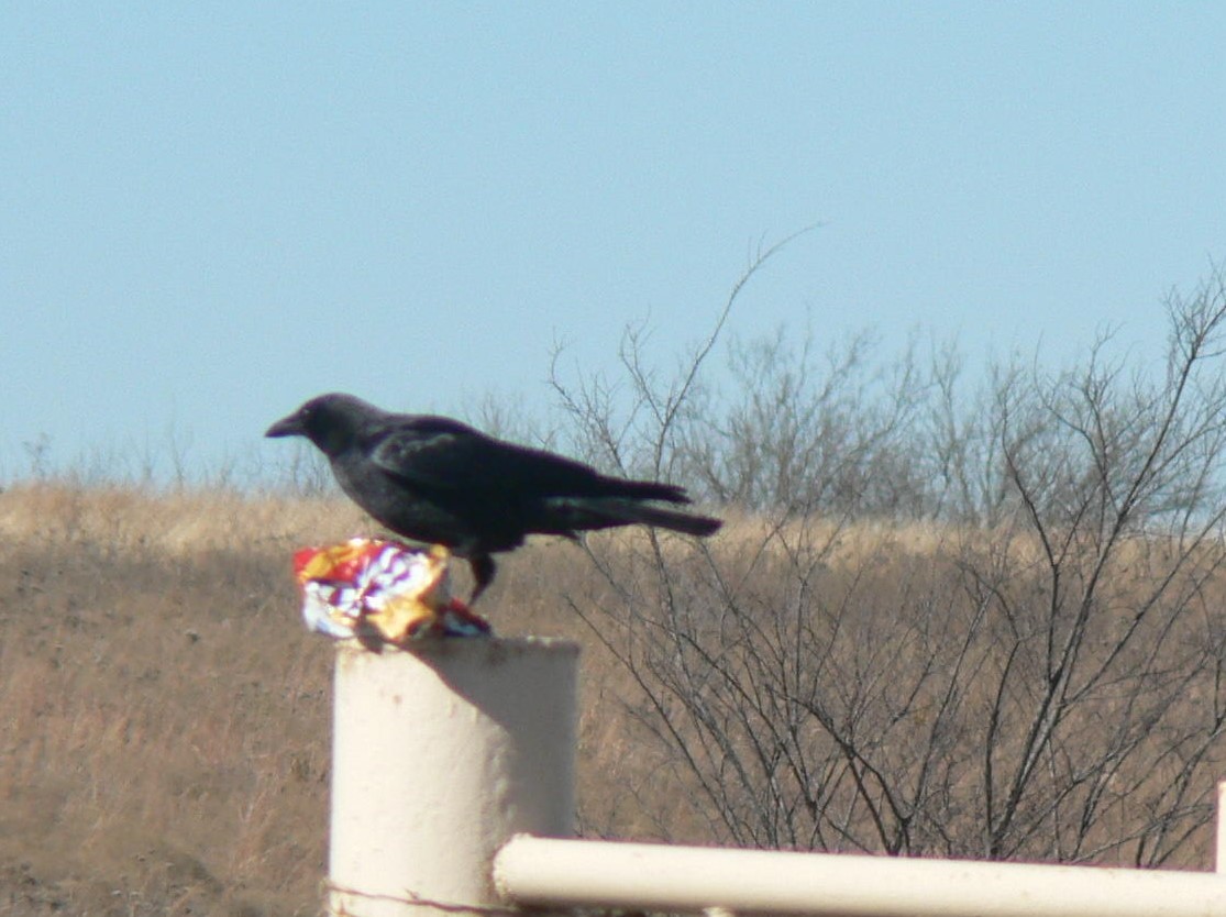 American Crow - Meredith Wallace