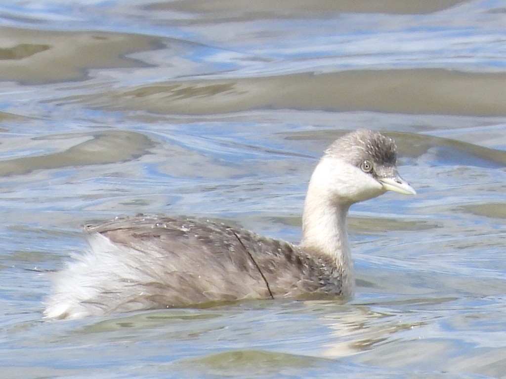 Hoary-headed Grebe - ML561331521