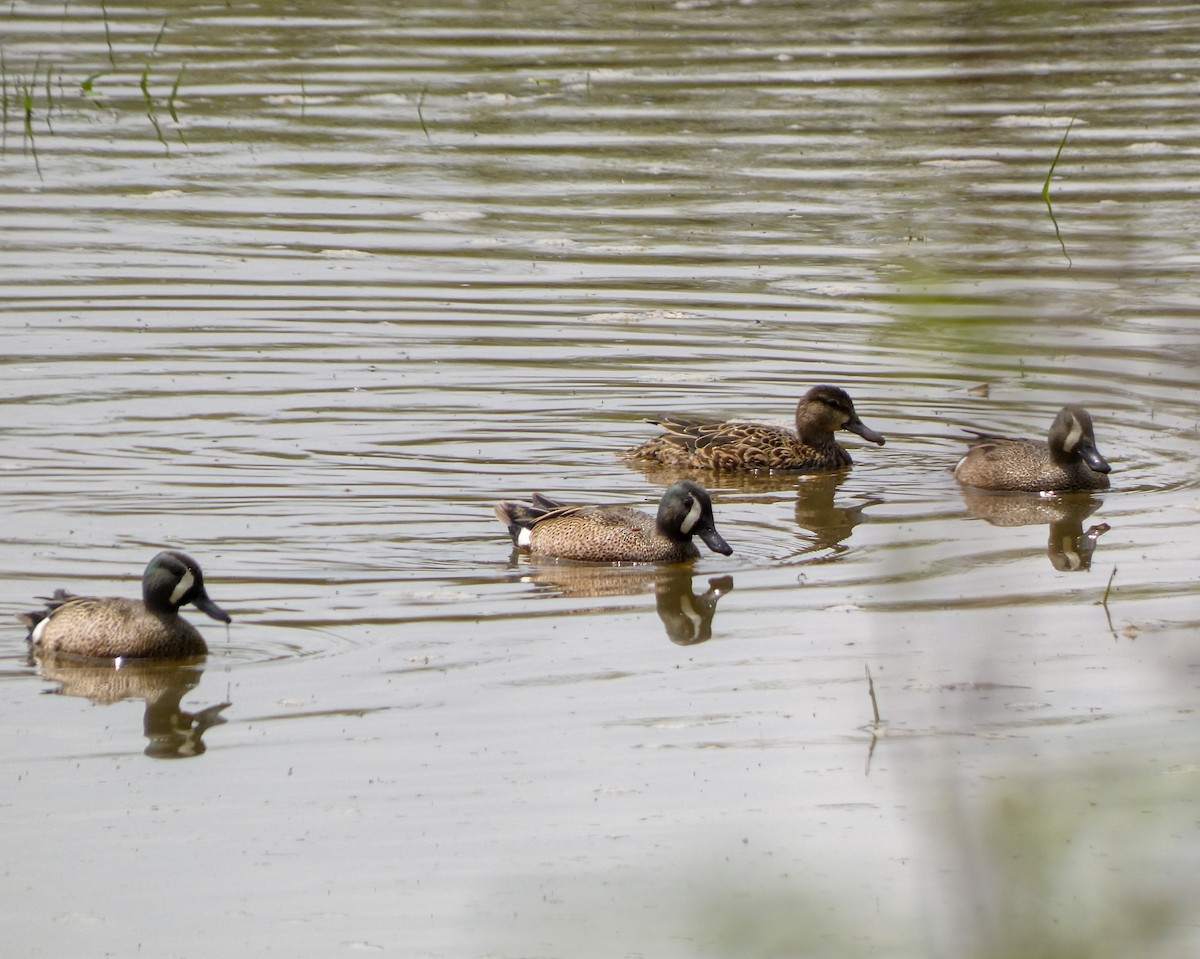 Blue-winged Teal - ML561331651