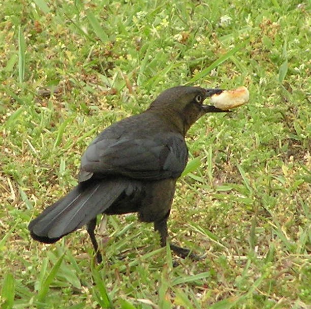 American Crow - ML561332561