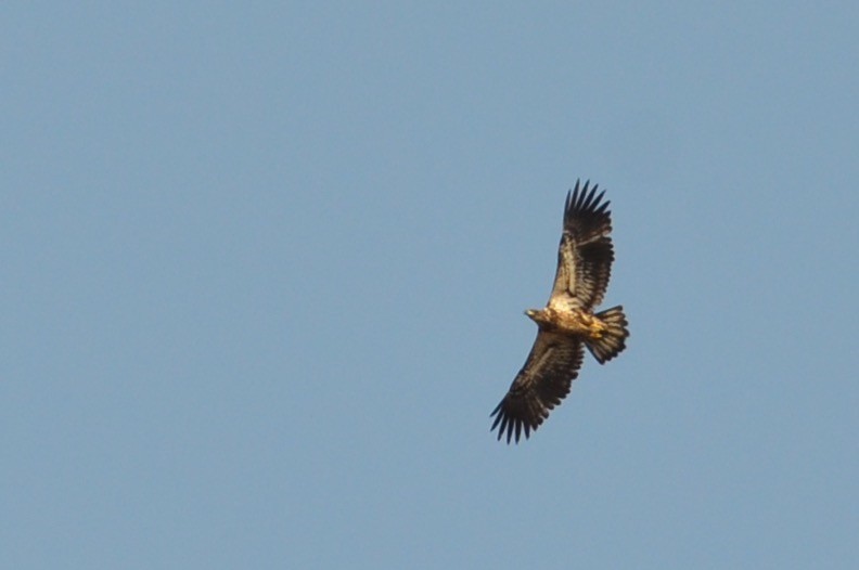 Bald Eagle - ML561332631