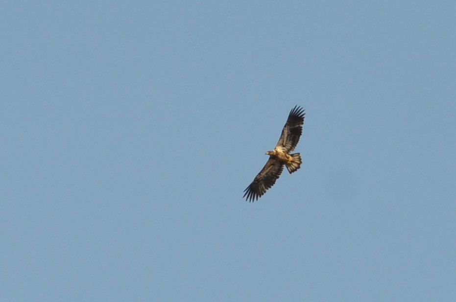 Bald Eagle - ML561332641