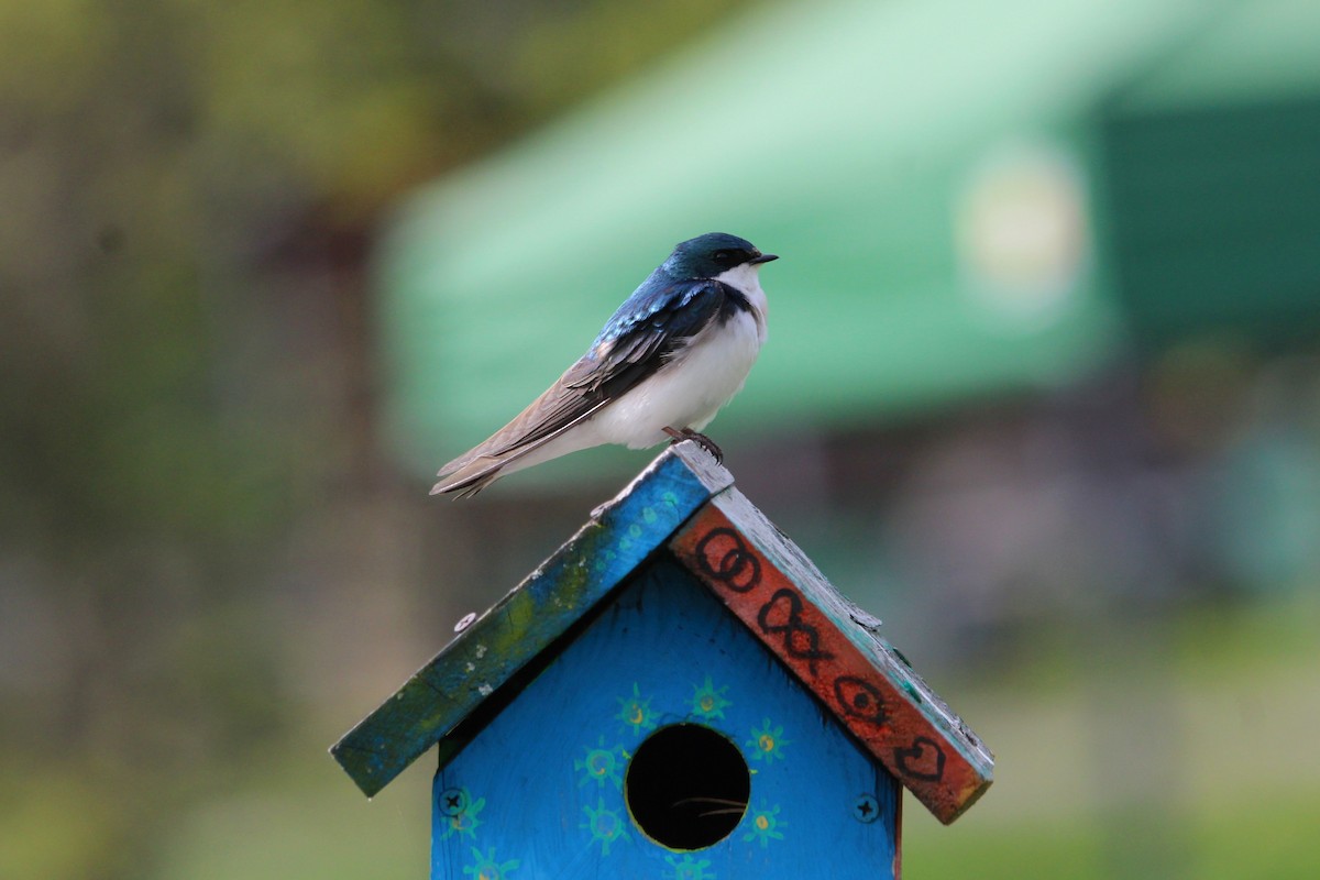 Tree Swallow - ML561332751