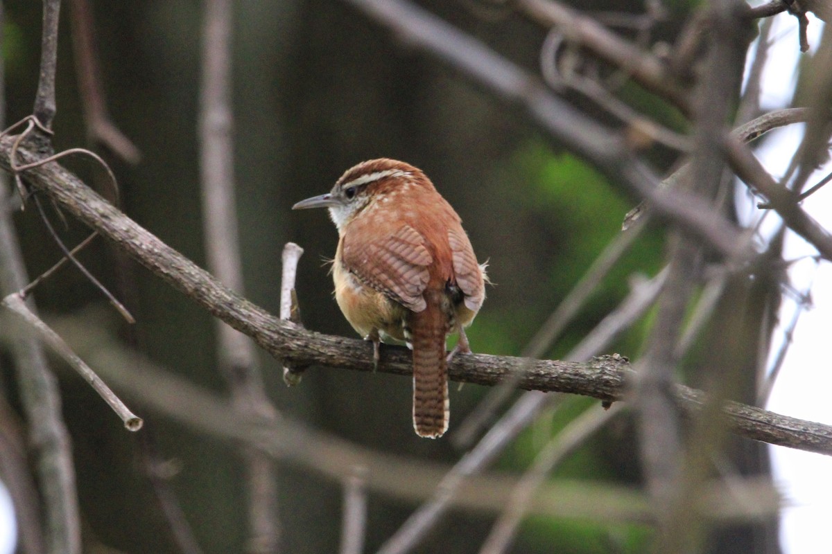 Carolina Wren - ML561332791