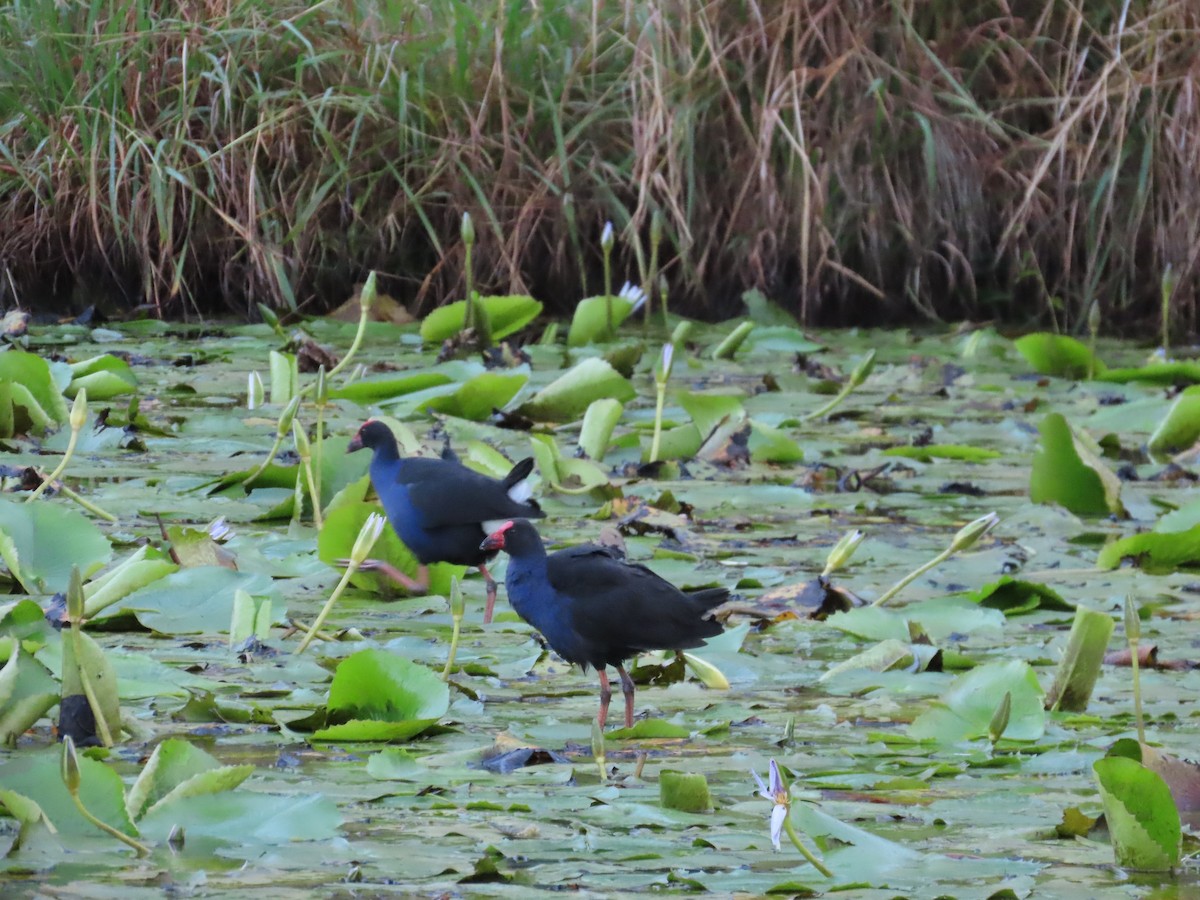 Australasian Swamphen - ML561333171