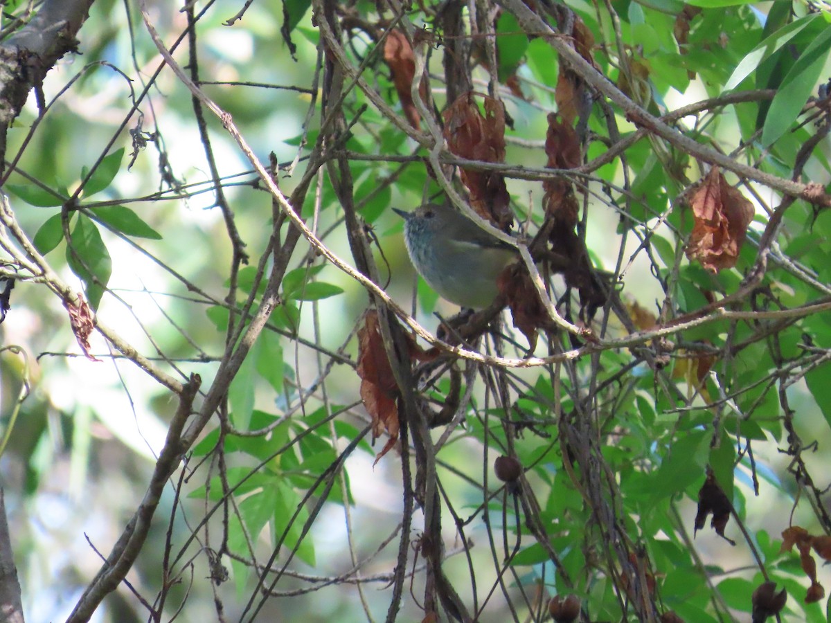 Brown Thornbill - ML561333811