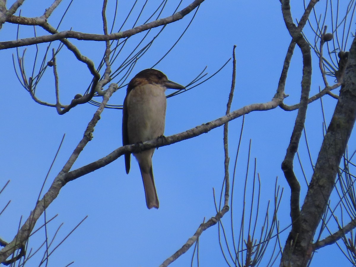 Gray Butcherbird - ML561333901