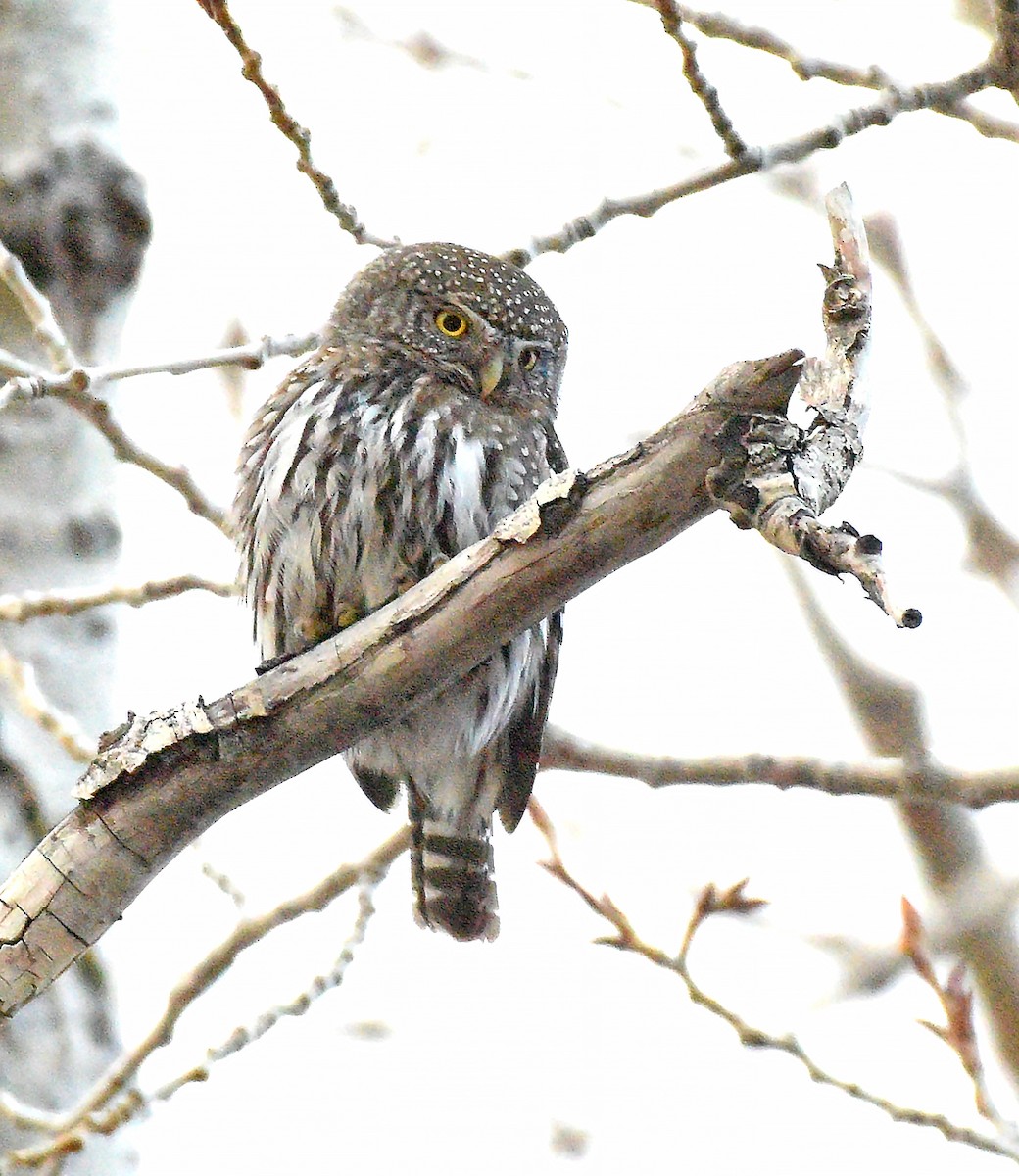 Northern Pygmy-Owl - ML561336031