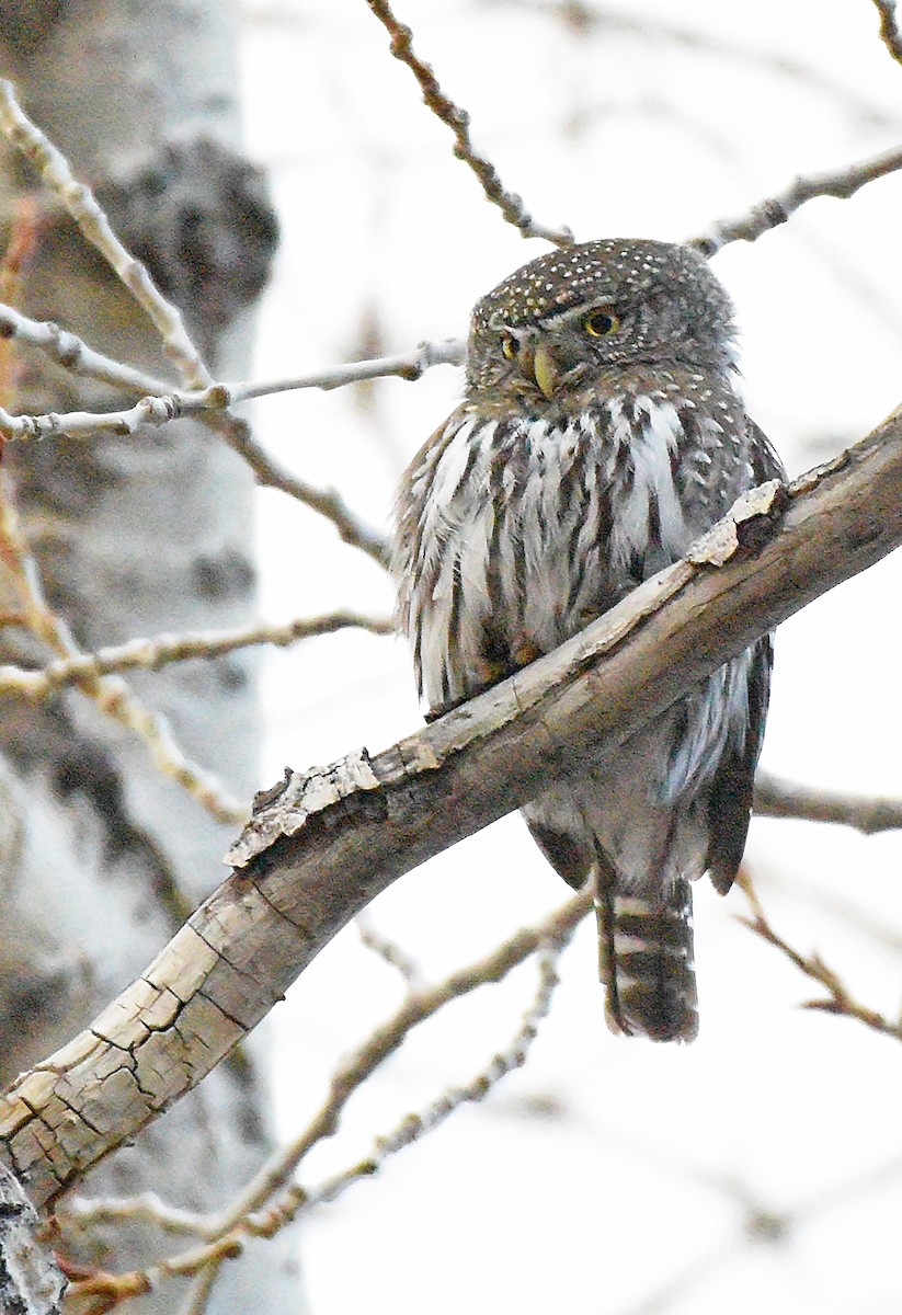 Northern Pygmy-Owl - ML561336051