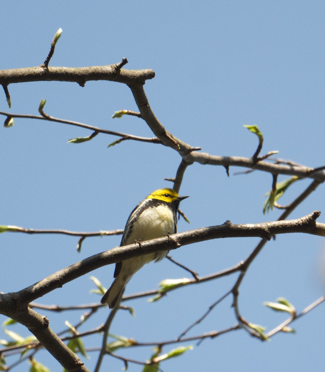 Black-throated Green Warbler - ML561336161