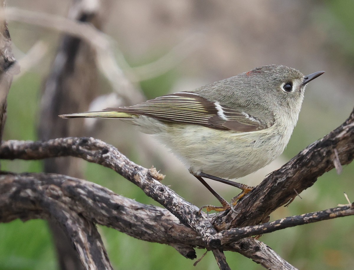 Ruby-crowned Kinglet - ML561336541