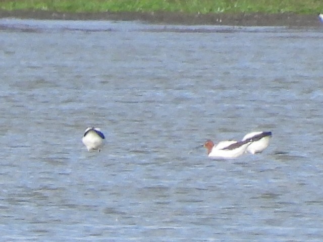 Avocette d'Australie - ML561336641