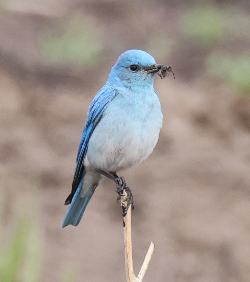 Mountain Bluebird - Jordan Roderick