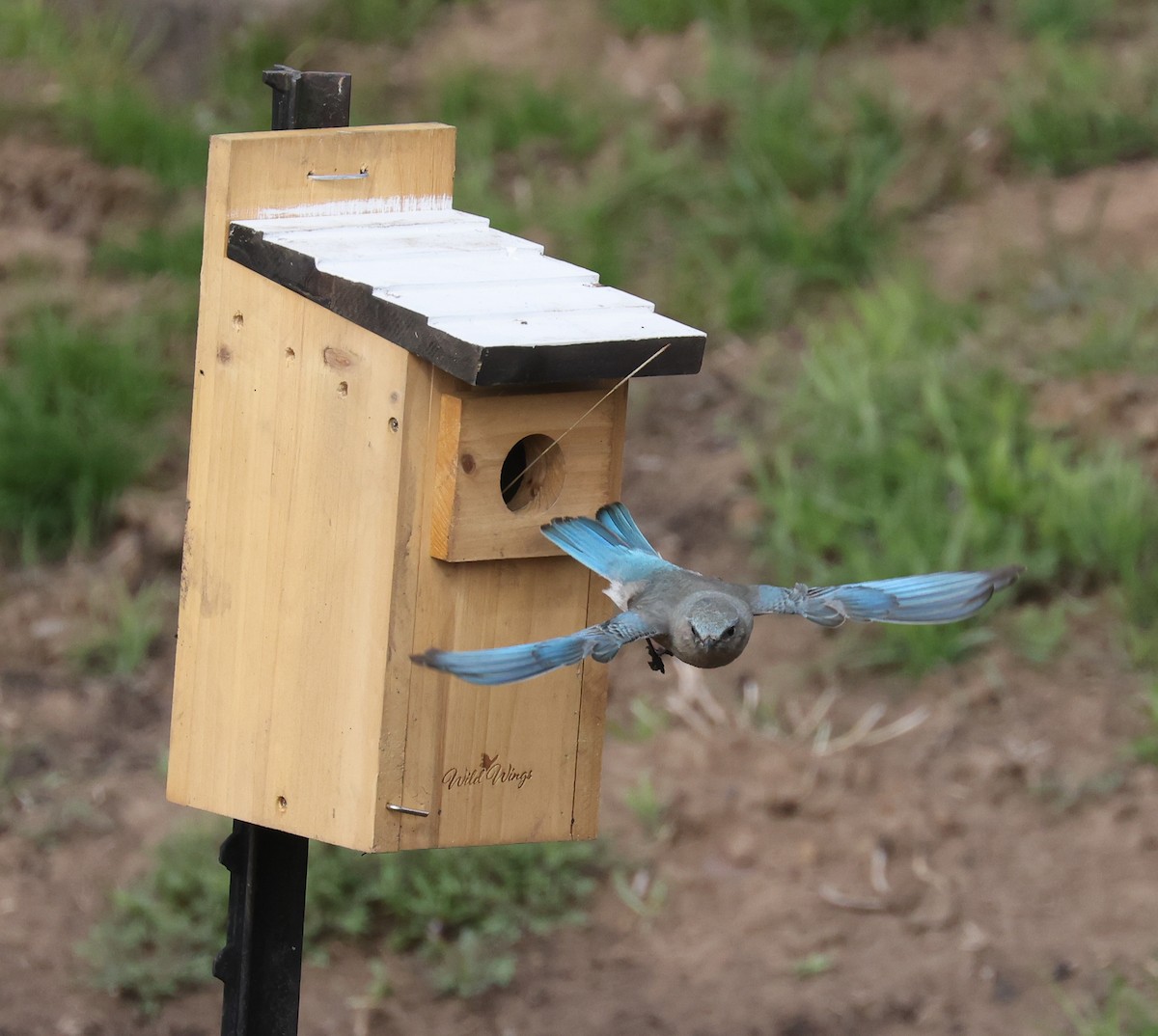 Mountain Bluebird - ML561336751