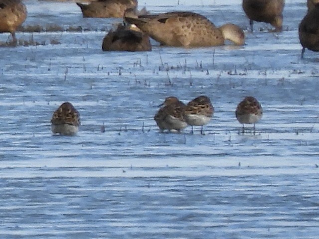 Sharp-tailed Sandpiper - ML561336911