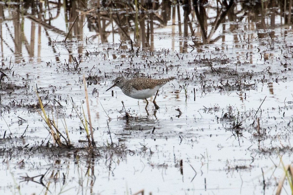 Solitary Sandpiper - Les Peterson