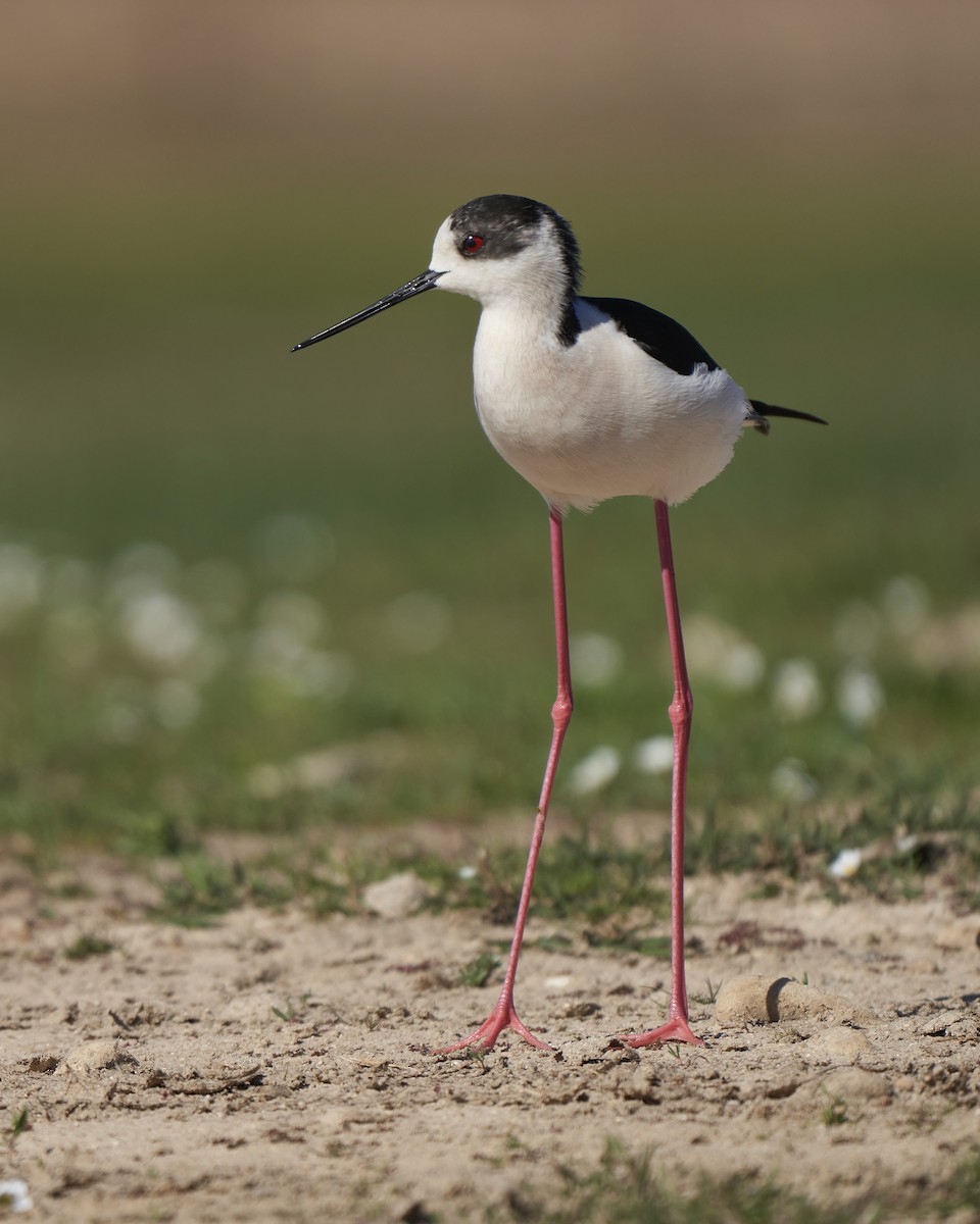 Black-winged Stilt - ML561337341