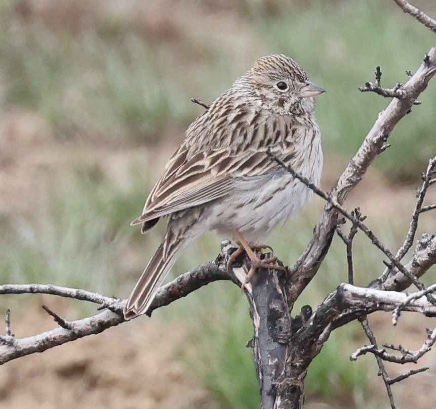 Brewer's Sparrow - ML561337551