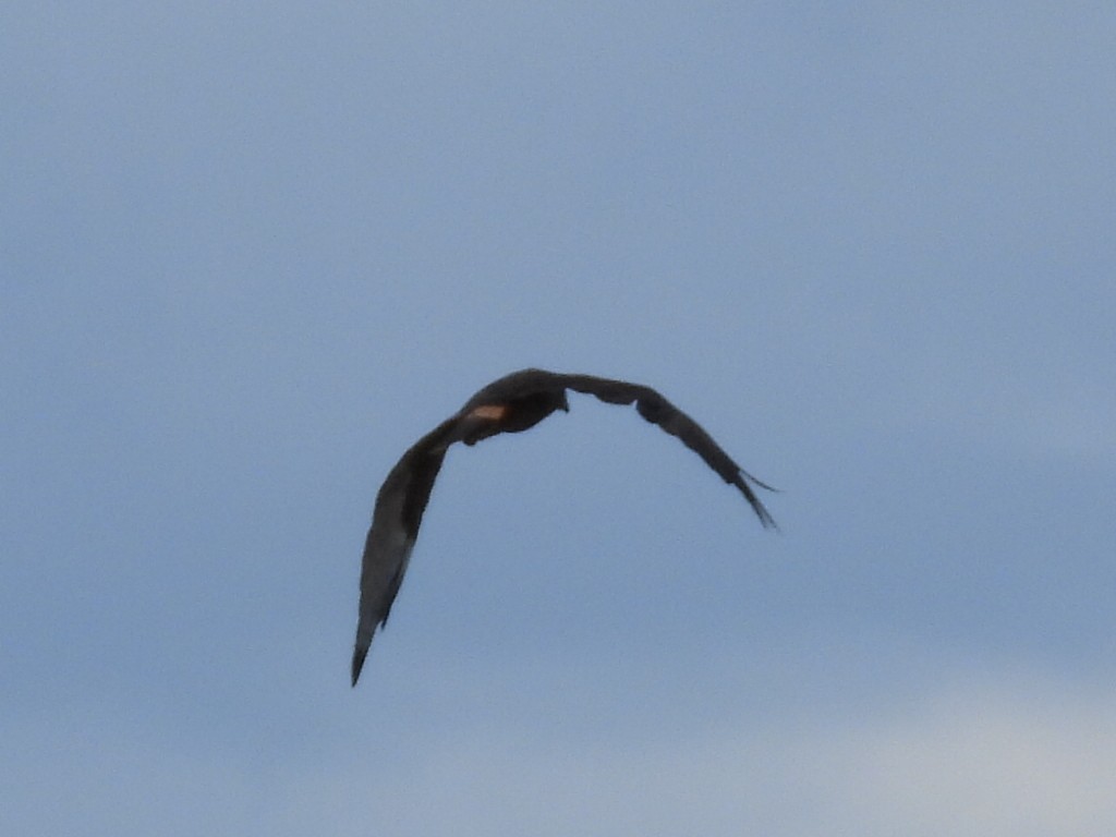 Aguilucho Lagunero del Pacífico - ML561338071