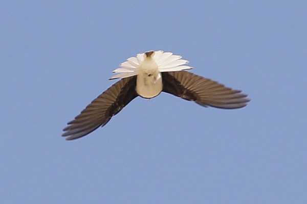 Hooded Wheatear - ML56133811