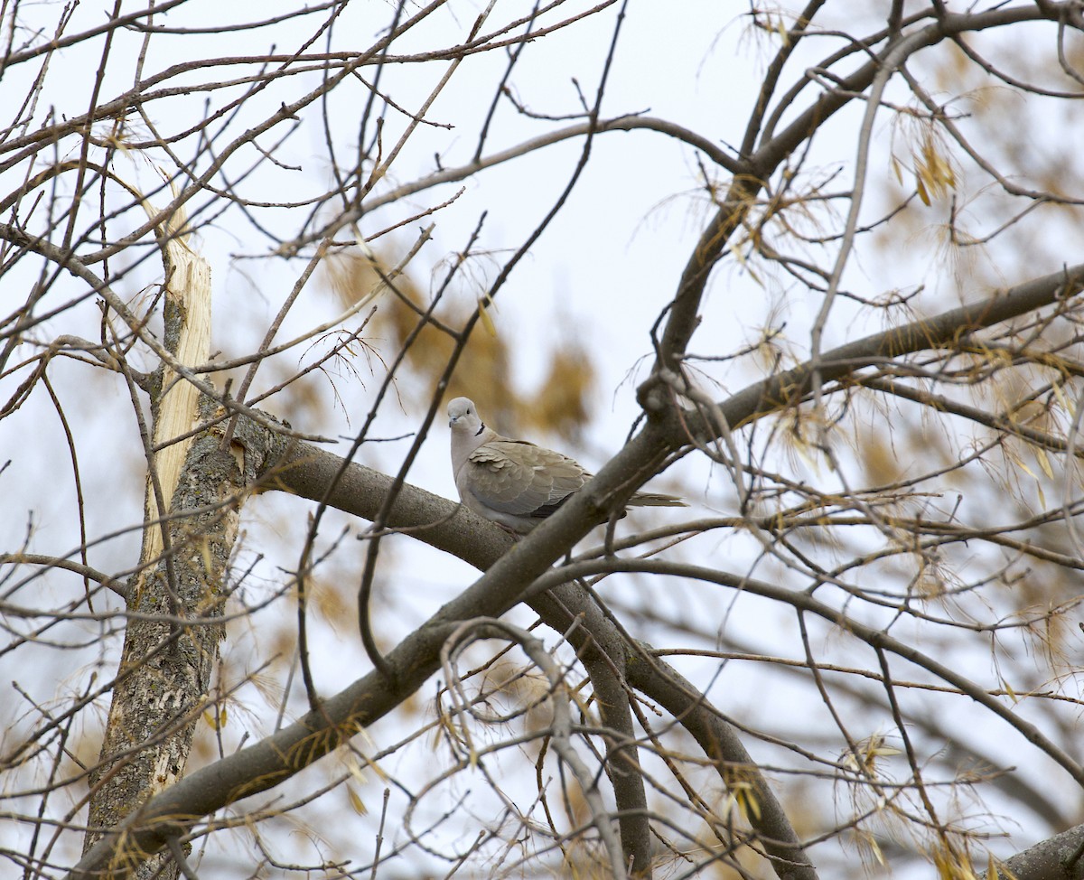 Eurasian Collared-Dove - ML561338171