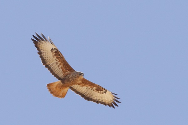 Common Buzzard (Steppe) - ML56133821