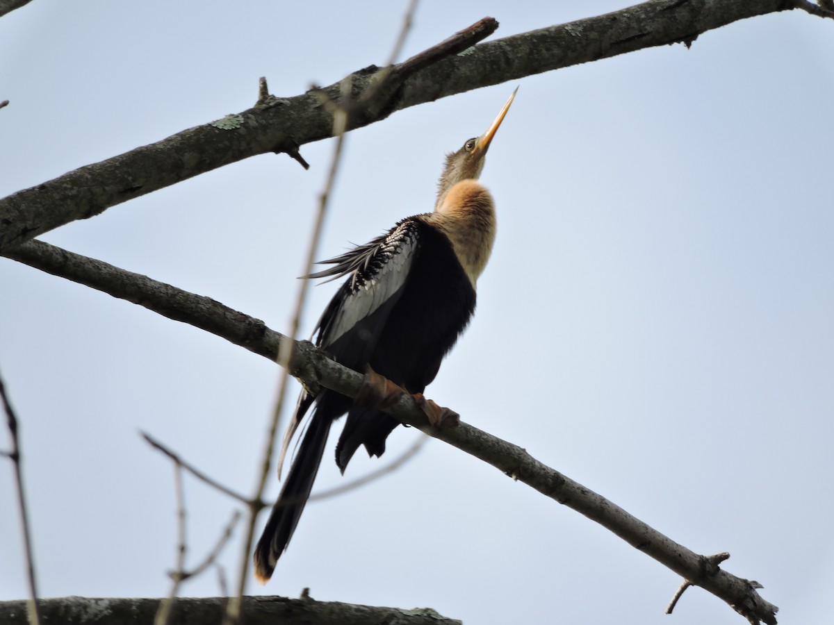 Anhinga - ML561340731