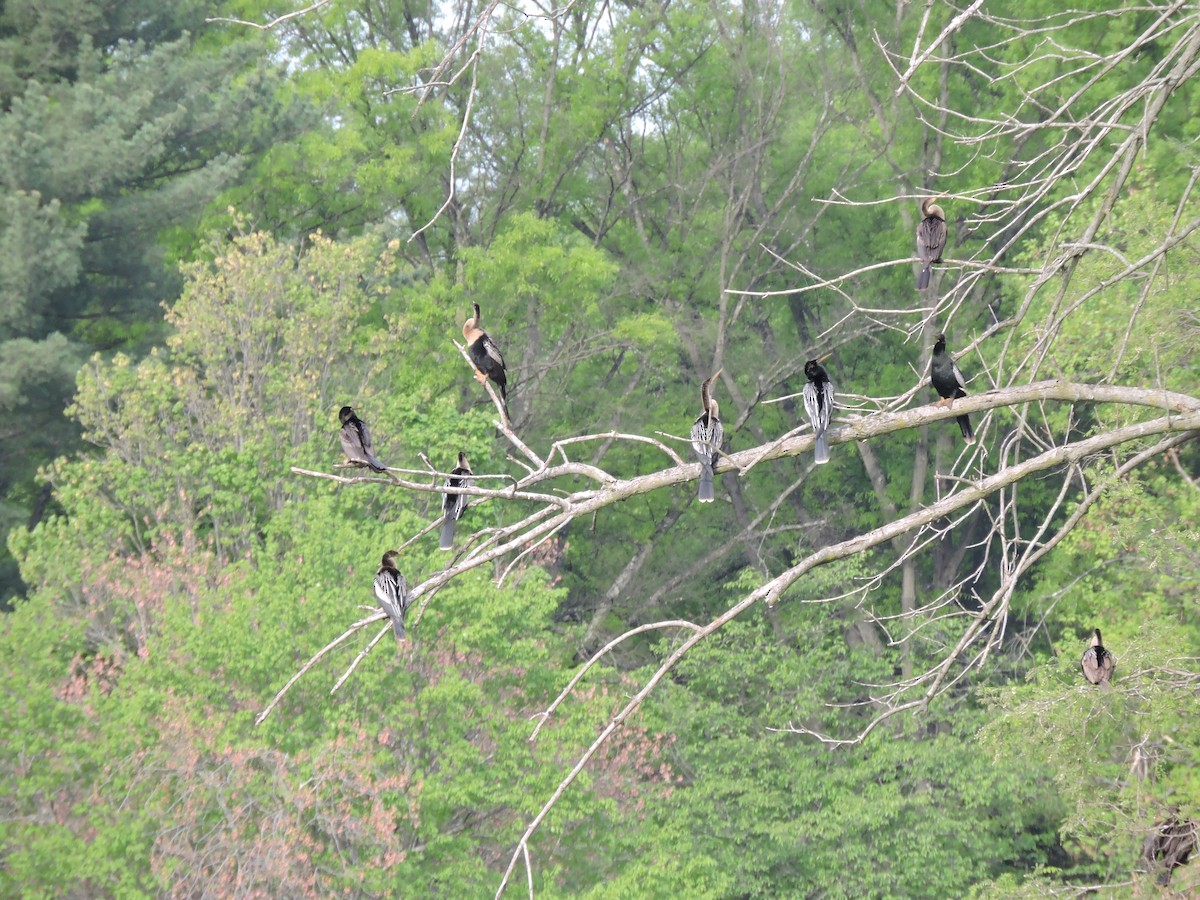 Anhinga - ML561340741