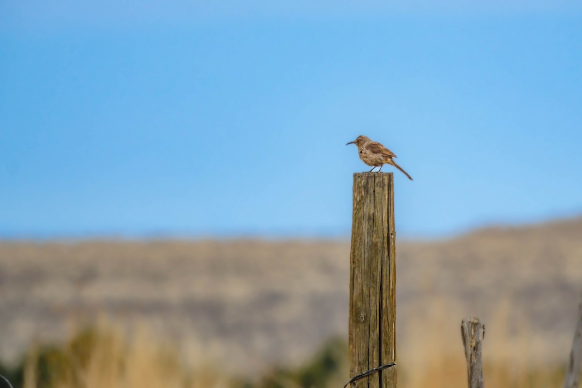 Curve-billed Thrasher - ML561341051