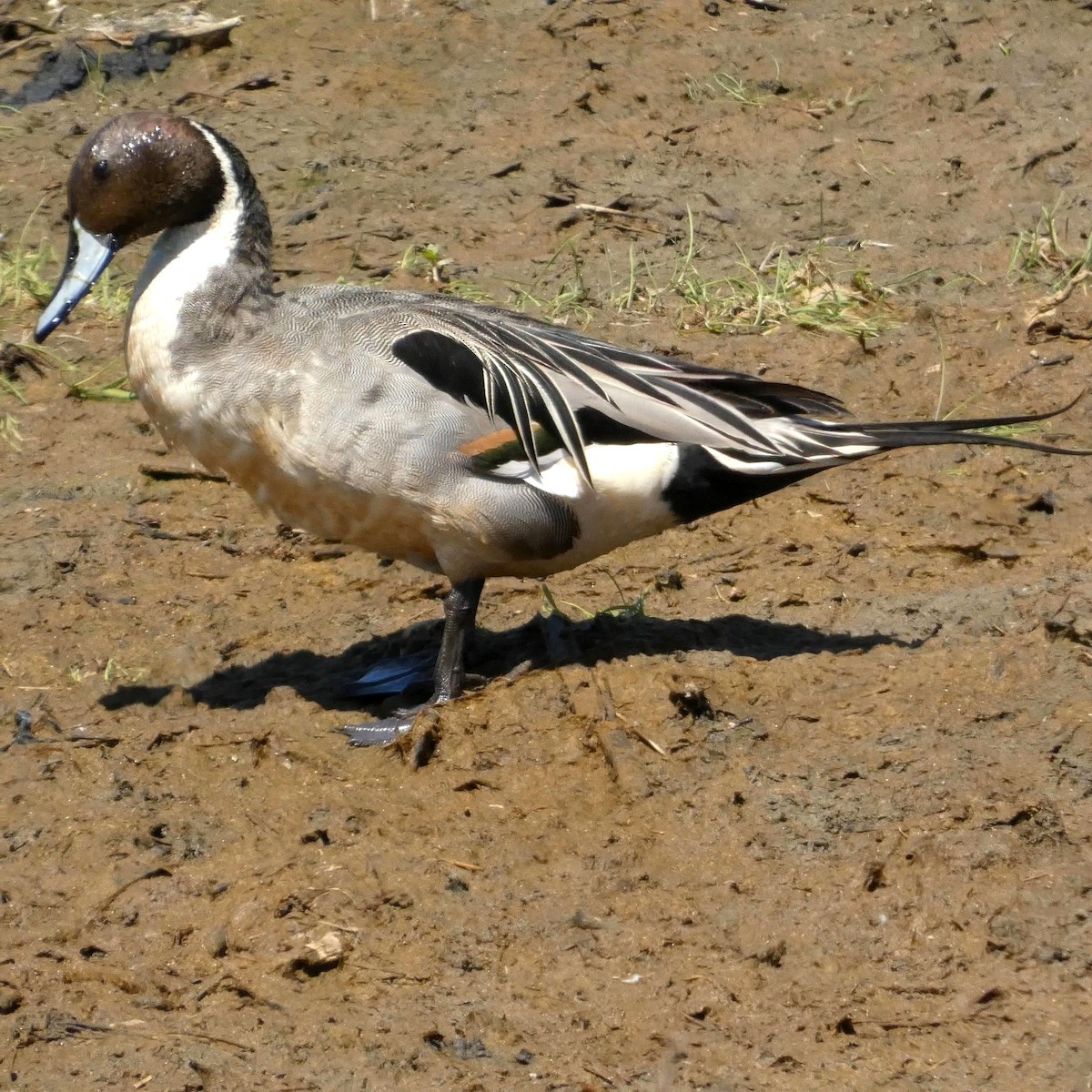 Ánade Rabudo - ML561342811