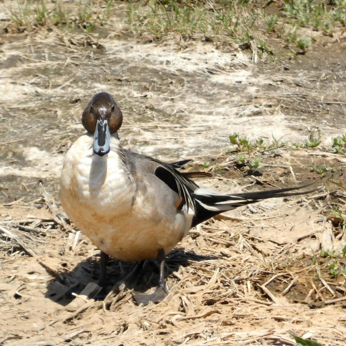 Ánade Rabudo - ML561342851