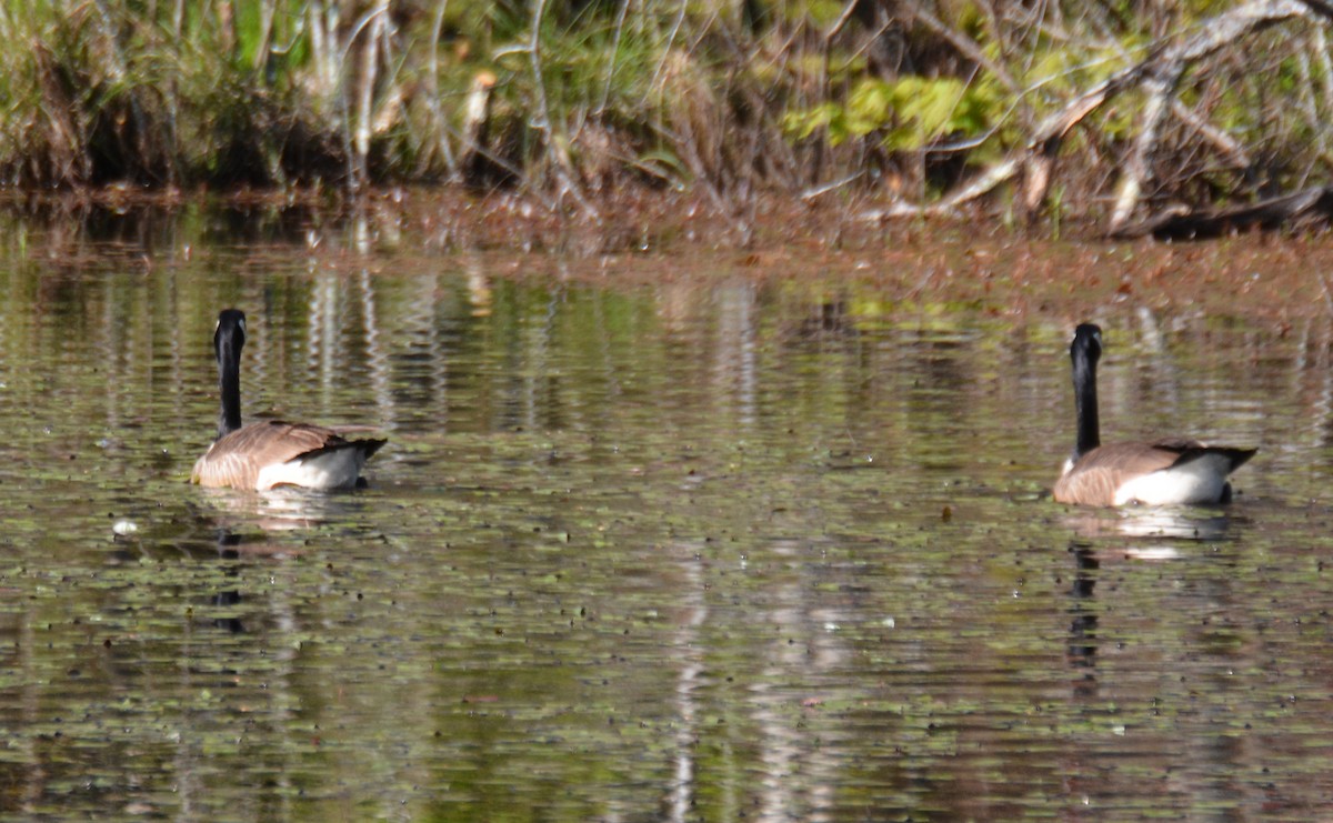 Canada Goose - ML561343371