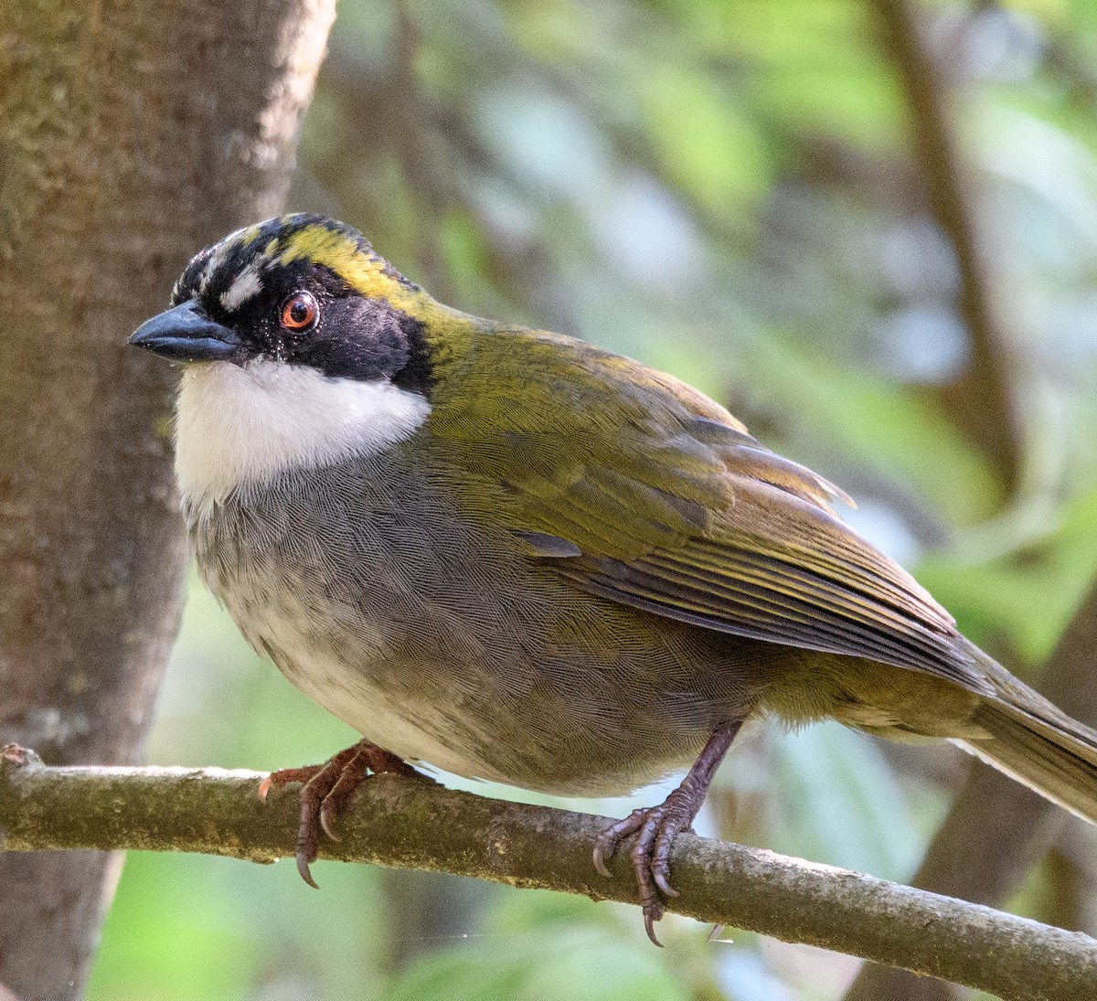 Green-striped Brushfinch - Jim Arnett