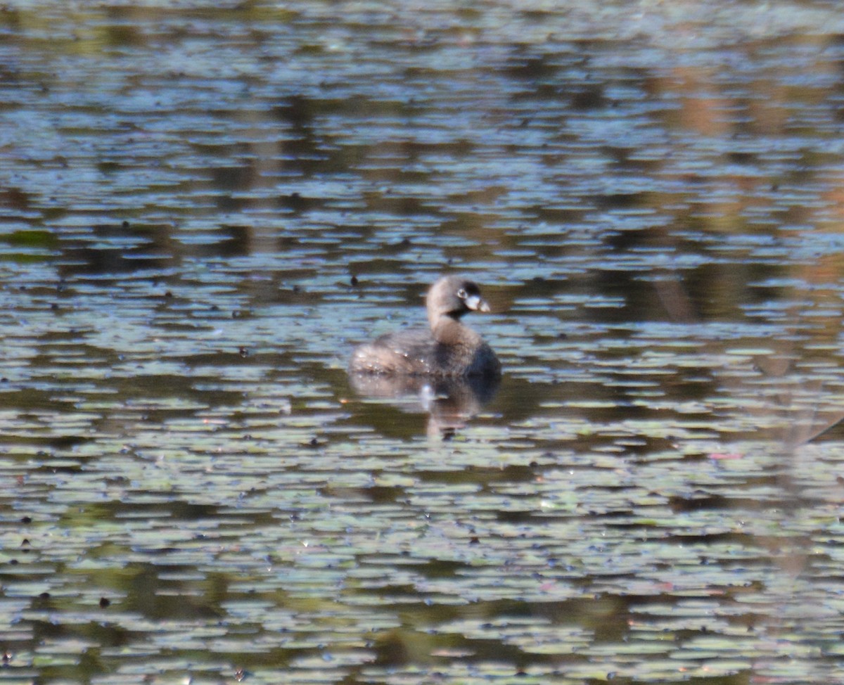 Pied-billed Grebe - ML561343531