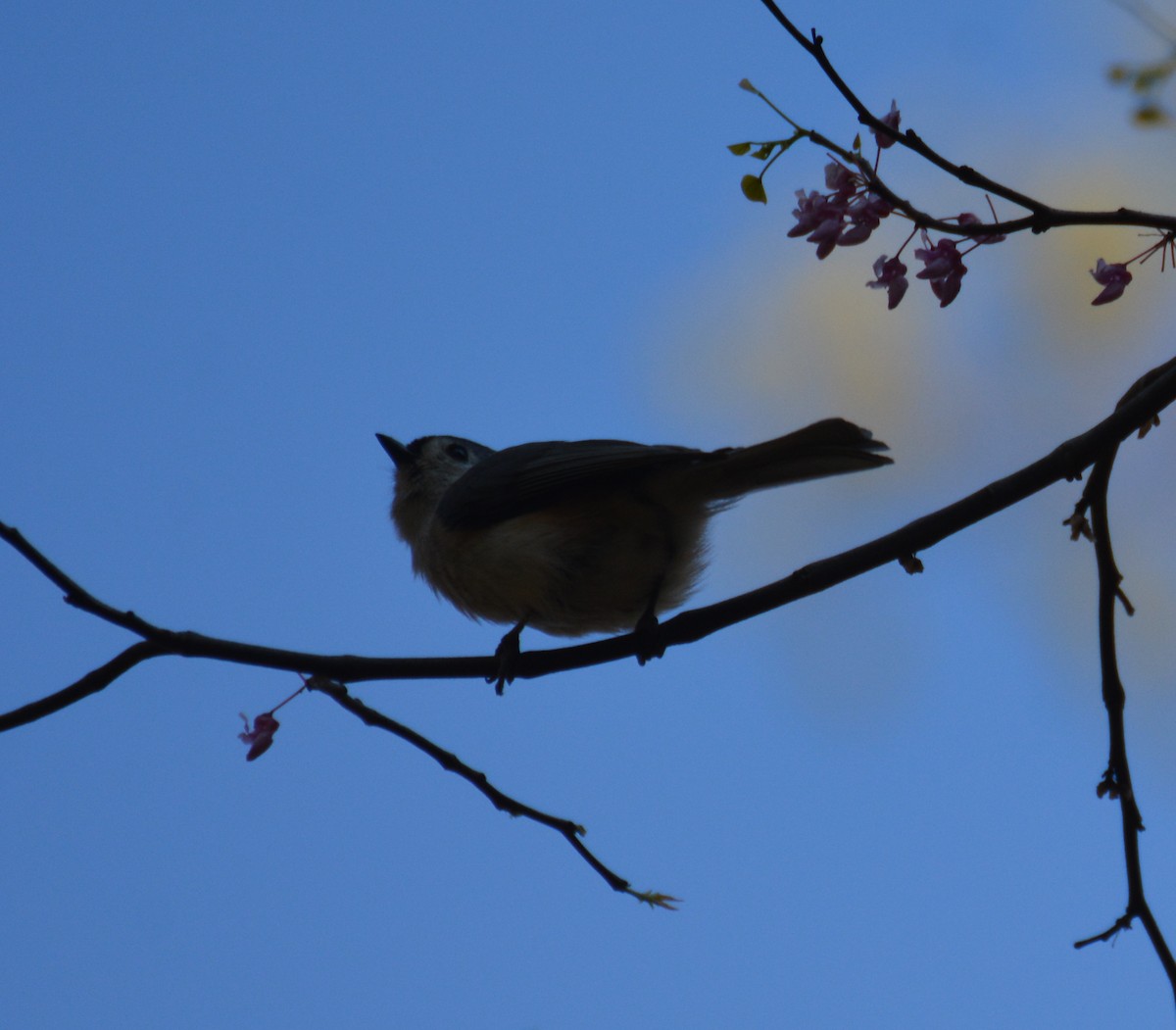 Tufted Titmouse - ML561343741