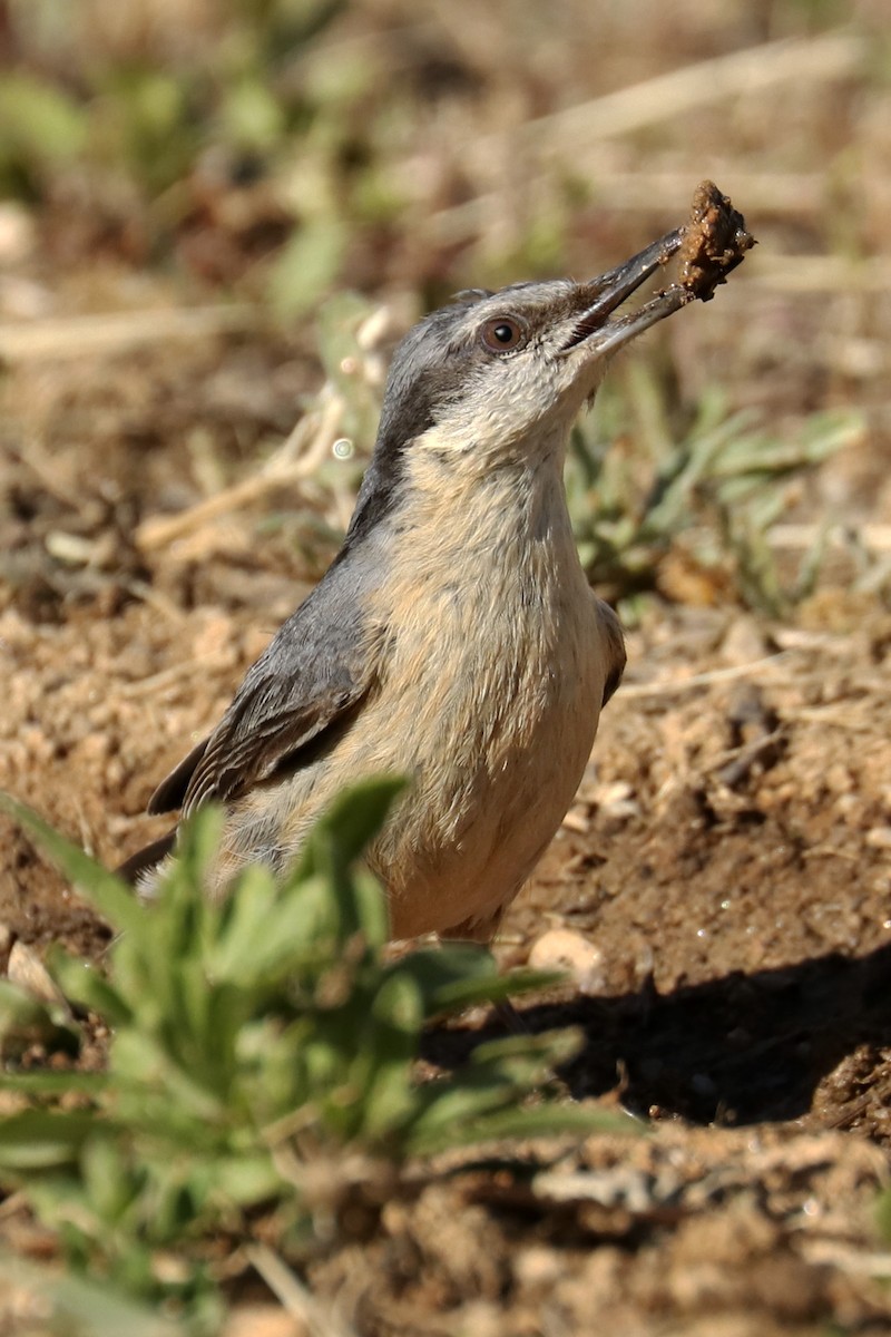 Eurasian Nuthatch - ML561345971